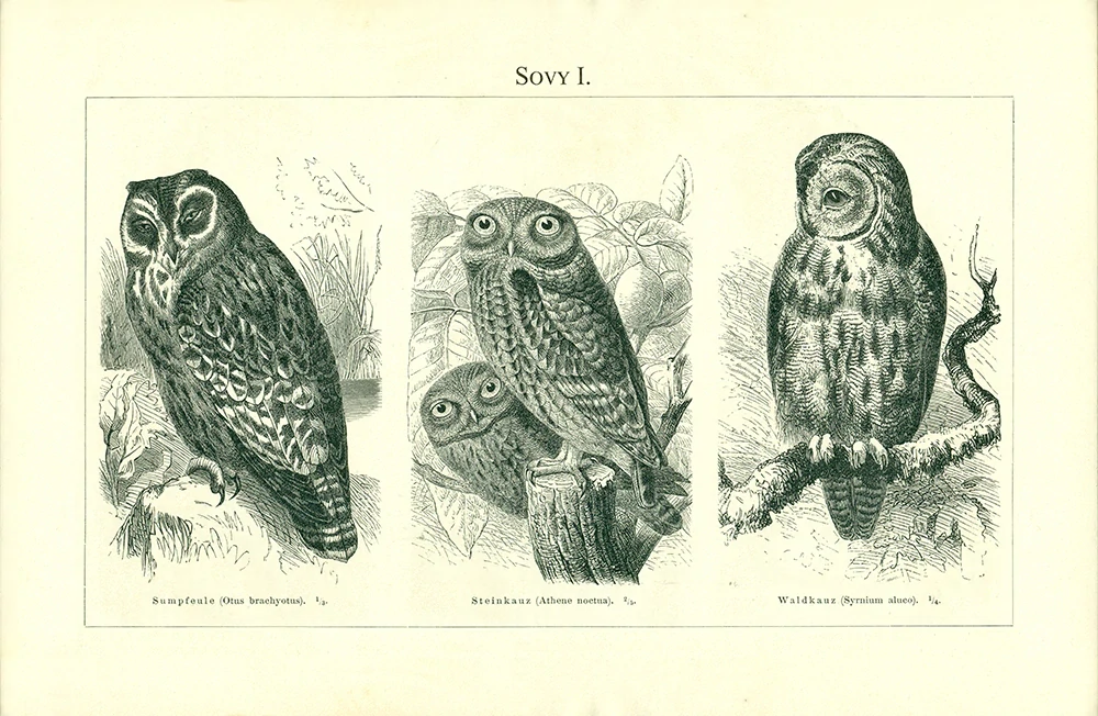 Sovy I